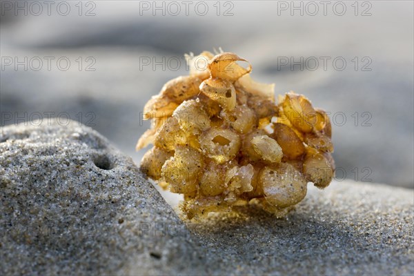 Common whelk