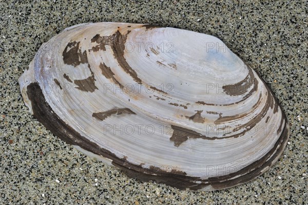 Common otter shell