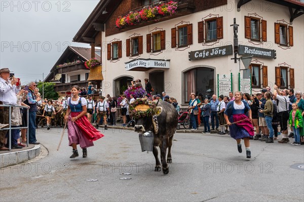 Girl with wreathed cattle