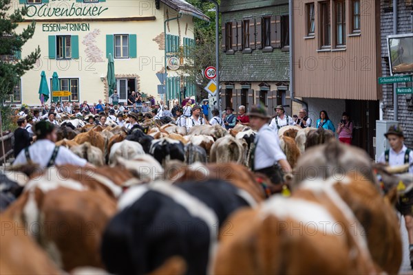 Alpine herdsmen lead herd of cattle through the road