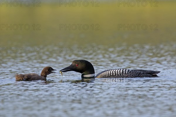 Common loon