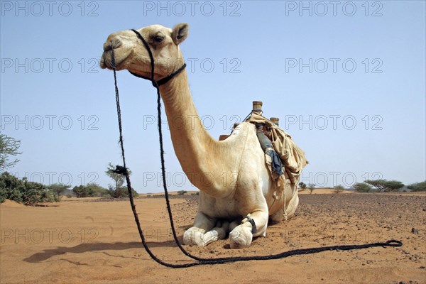 Dromedary camel