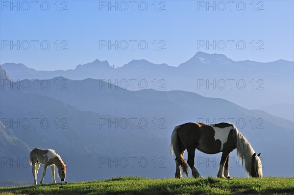 Free roaming horse with foal on the Col d'Aubisque in the Pyrenees