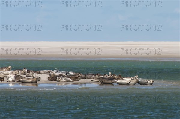 Seals resting and sunbathing on a sandbank