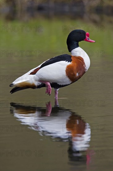 Common shelduck