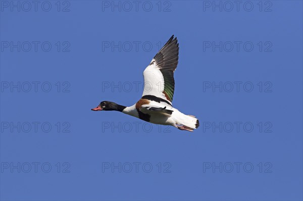 Common shelduck