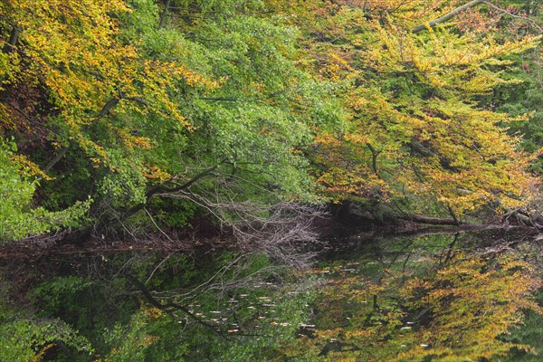 Foliage showing autumn colours along Lake Hertha