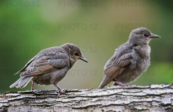 Two Common Starling