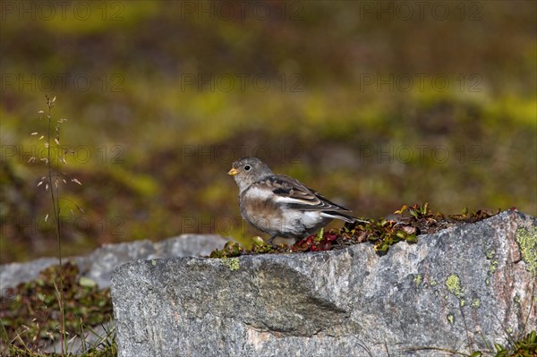 Snow bunting