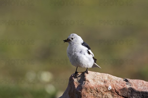 Snow bunting