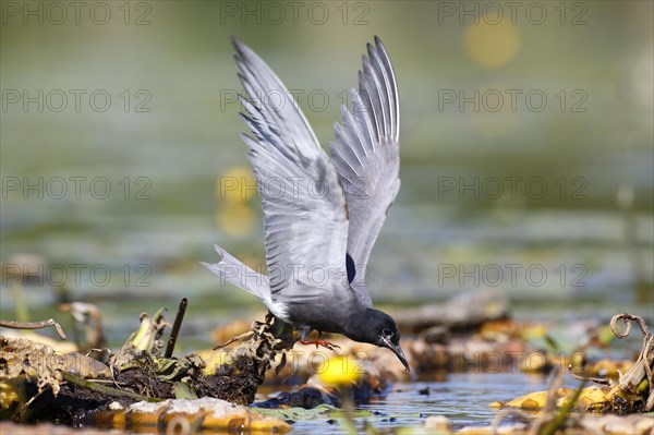 Black Tern