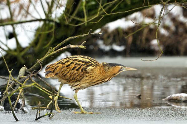 Eurasian Bittern