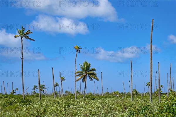 Broken palm trees