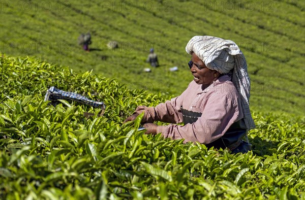 Tea picker with moibile phone at plantation in Munnar