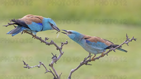 Blue Roller