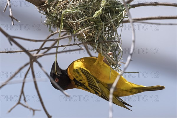 Village weaver