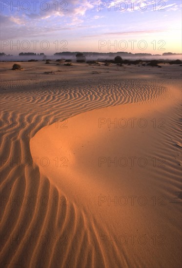 Sand ripples in dunes of the Westhoek Nature Reserve