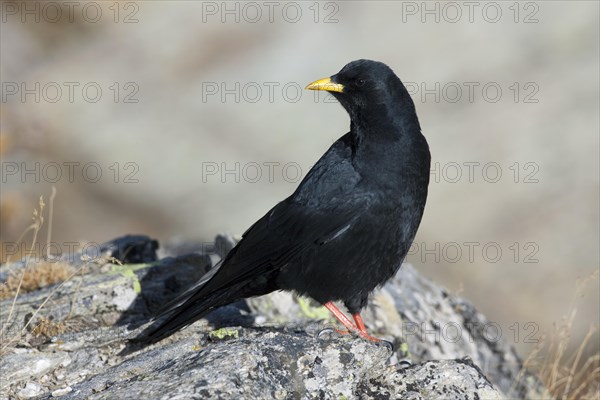 Alpine chough