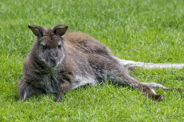 Red-necked wallaby