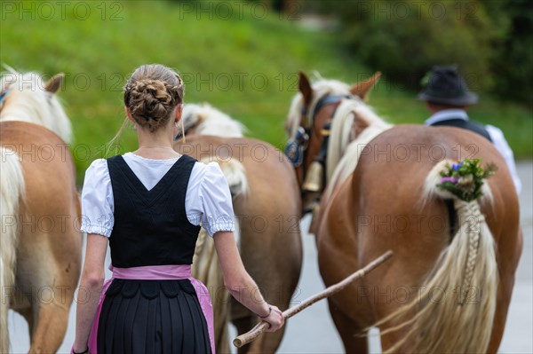 Alpine herdswoman leading group of Haflinger horse