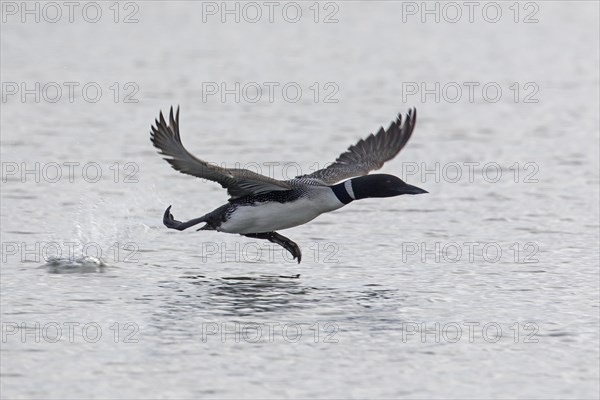 Common loon