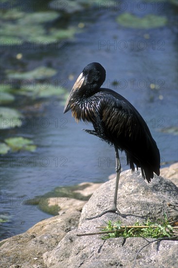 African openbill