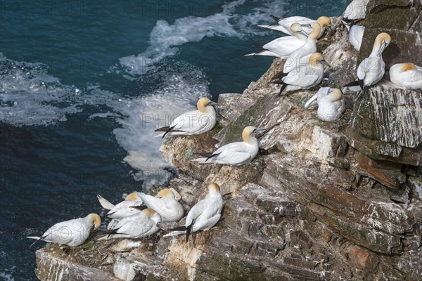 Northern gannets