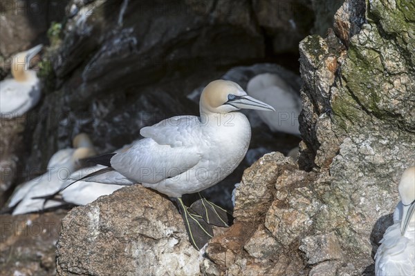 Northern gannet