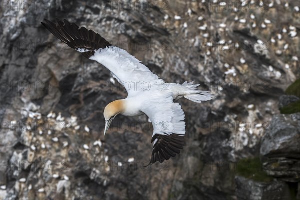 Northern gannet