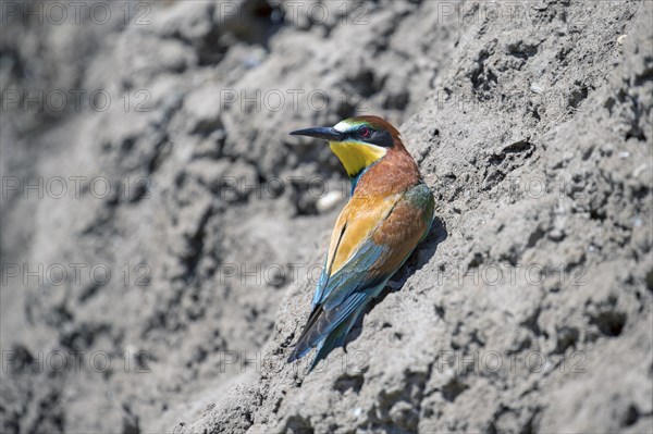 European bee-eater