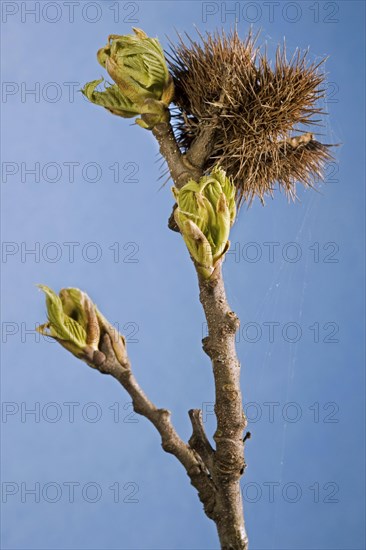 Sweet Chestnut