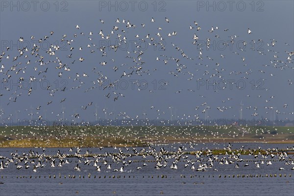 Common shelduck