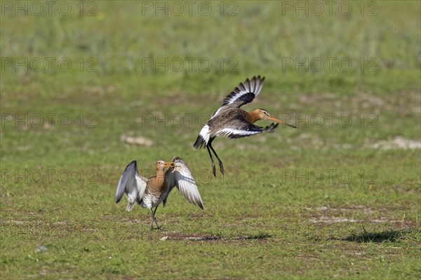 Male black-tailed godwit