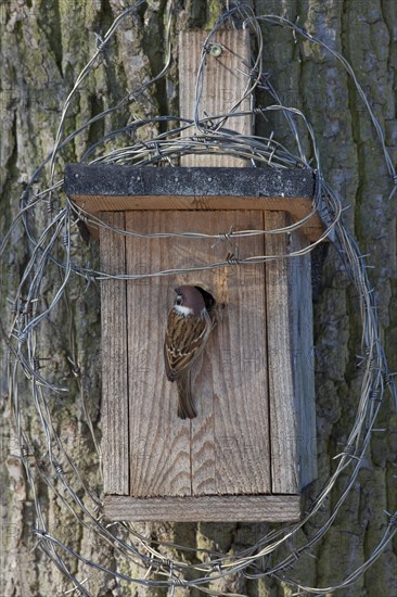 Eurasian Tree Sparrow