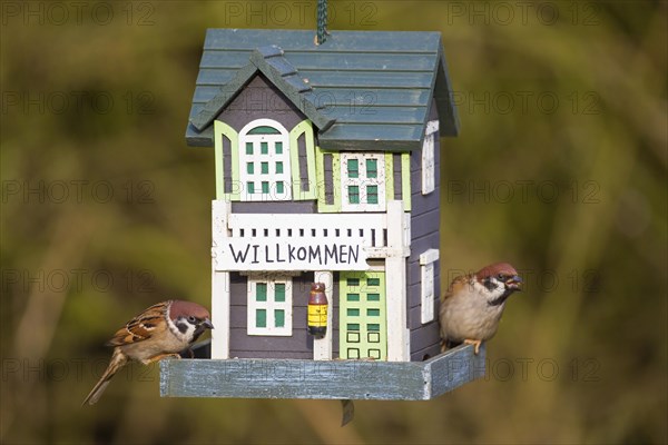 Two Eurasian tree sparrows