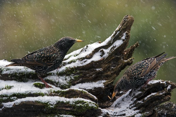 Two Common Starlings