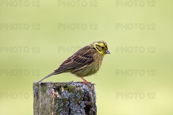 Yellowhammer