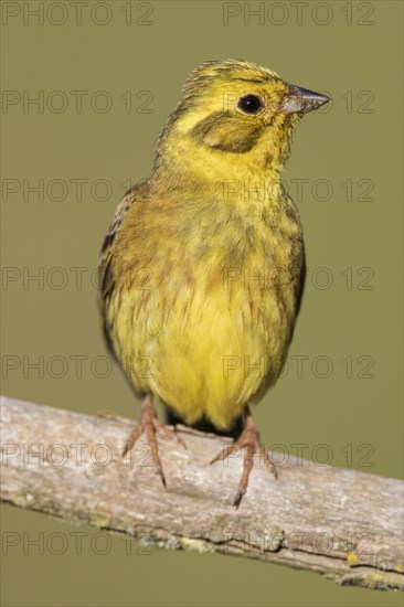 Yellowhammer