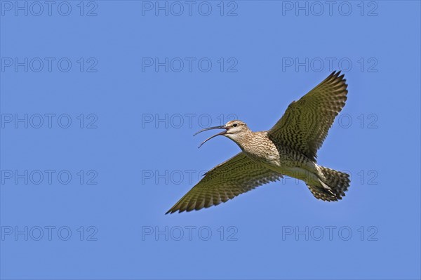 Eurasian whimbrel