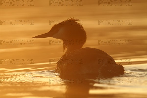 Great Crested Grebe