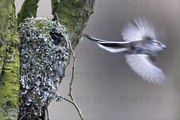 Long-tailed tit