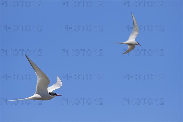 Two Arctic terns