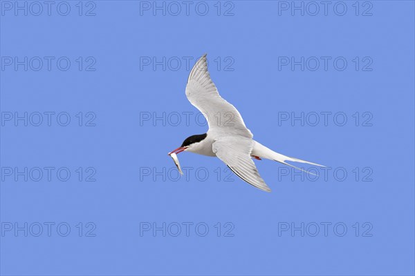 Arctic tern