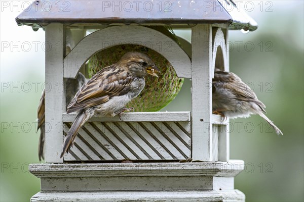 House sparrows