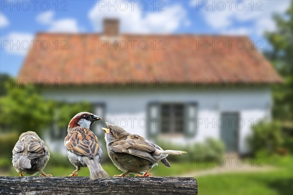 Male common sparrow