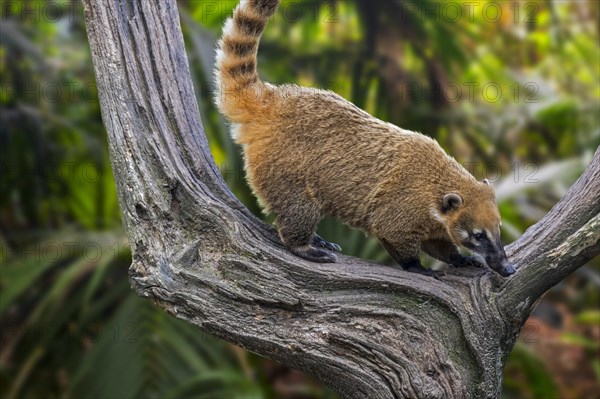 South American coati