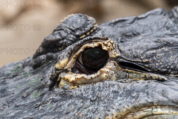 American alligator