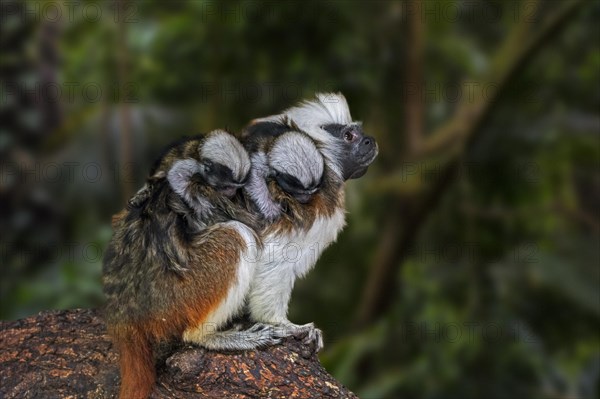 Cotton-top tamarin