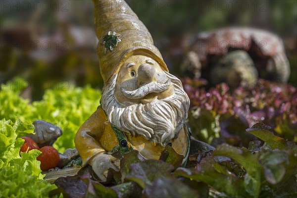 Garden gnome ornament figurine with wheelbarrow among different species of lettuce and vegetables in square foot garden in spring