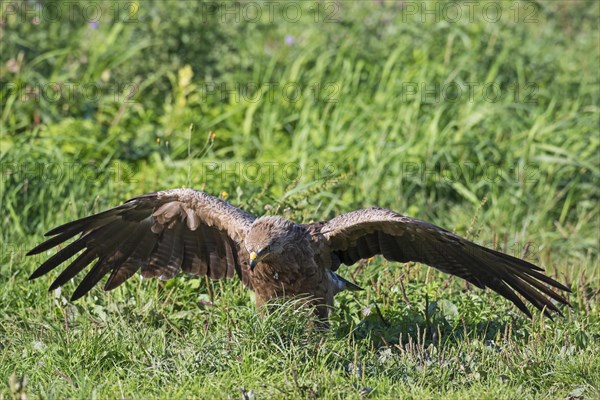 Lesser spotted eagle